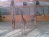 Giraffen 8.jpg