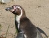 24 Pinguin.jpg
