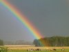 Regenbogen mit Kühen.JPG