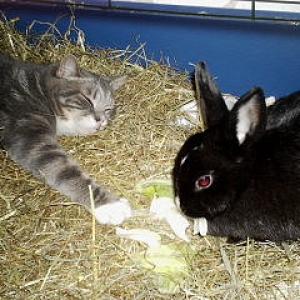 gizmo liegt gerne im kaninchenkäfig