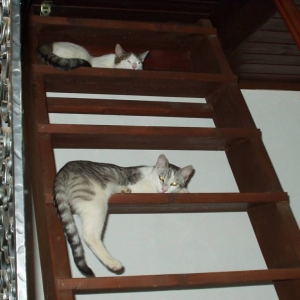 Gomez und Morty auf der Treppe zum Dachboden