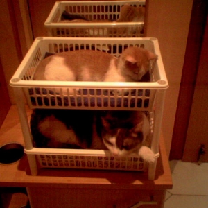 Meine zwei Katzis: oben TriXi, unten Gina =)