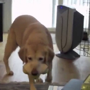 Lustige Hund videos zum totlachen. Lustige Hundfilme - YouTube