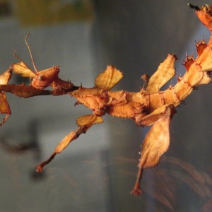 AustralischeGespenstschrecke / Extatosoma tiaratum
