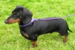 180px-MiniDachshund1_wb.webp