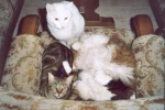 Kuschelkatzen.webp