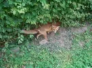 Fuchs im Hühnerauslauf.webp