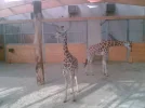 Giraffen 8.webp