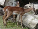 1 Afrikanische Rehe.webp