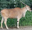 2 Eland.webp