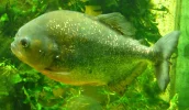 17 Piranha.webp