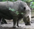 26 Nashorn.webp