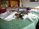 Tiggy und Gismo.webp