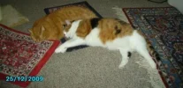 Sissi und Tiggy.webp