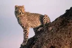 Gepard_auf_Felsen.webp