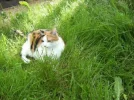 Tiggy im Garten.webp