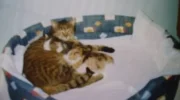 Tiggy mit Babys.webp