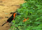 Dottertukan Ramphastos vitellinus.webp