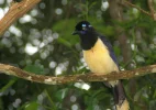 Kappenblaurabe Cyanocorax chrysops.webp