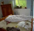 Hund im Bett.webp