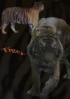 tiger Kopie.webp