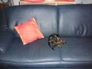 35 Dira Sofa.webp