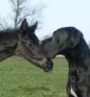 Pferd und Hund.webp