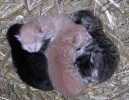 Katzenbabys1.webp