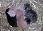 Katzenbabys2.webp