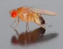 Drosophila.webp