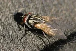 Musca_domestica_female.webp