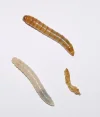 Tenebrio_molitor_larvae.webp