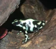 auratus.webp