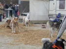 Musher Convention 09 (1) (Custom).webp