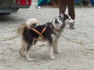 Musher Convention 09 (5) (Custom).webp