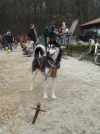 Musher Convention 09 (19) (Custom).webp