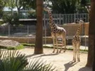 Giraffe.webp