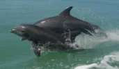 dolphin_mother_child.webp