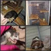 Ratten-Collage.webp