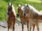 Haflinger.webp