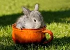 Frohe-Ostern-a20666937.webp