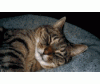 katze_0148.gif