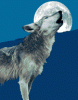 wolf_0010.gif