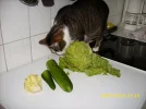 Felix als Vegetarier.webp