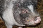 schwein.webp