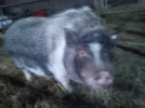 schwein1.webp