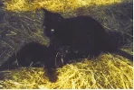 mowgli und salem  1.webp