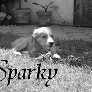 In Erinnerung an Sparky..