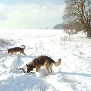 Derry und Dunja im Schnee