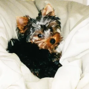 Yorkshire Terrier "Sinto"